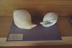 Ejemplar de Invertebrado 1