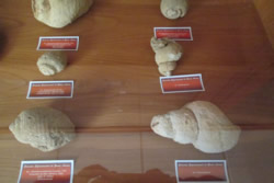 Ejemplar de Invertebrado 2